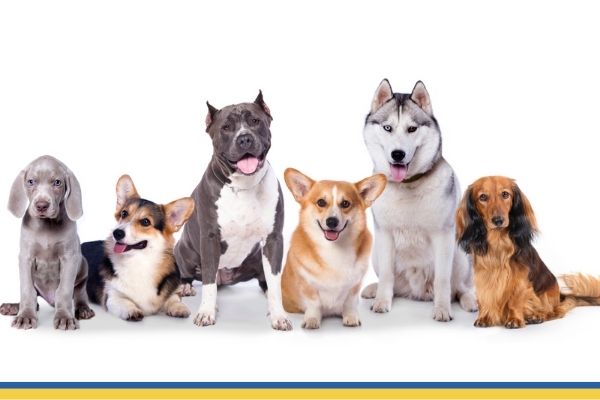 Big G supports top pet food producer